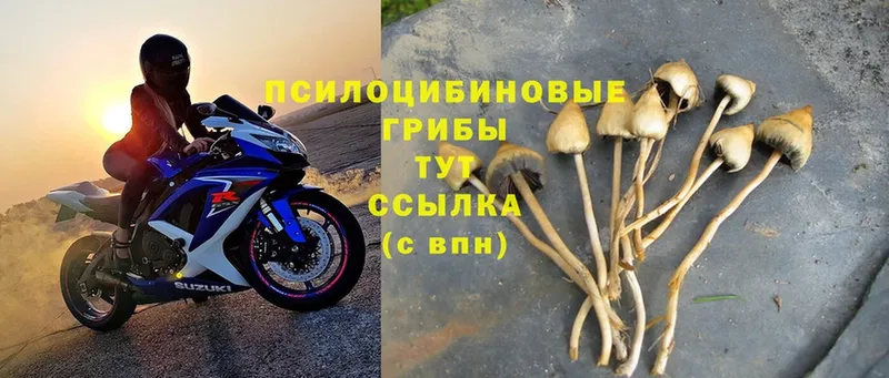 Галлюциногенные грибы Psilocybe  Асбест 